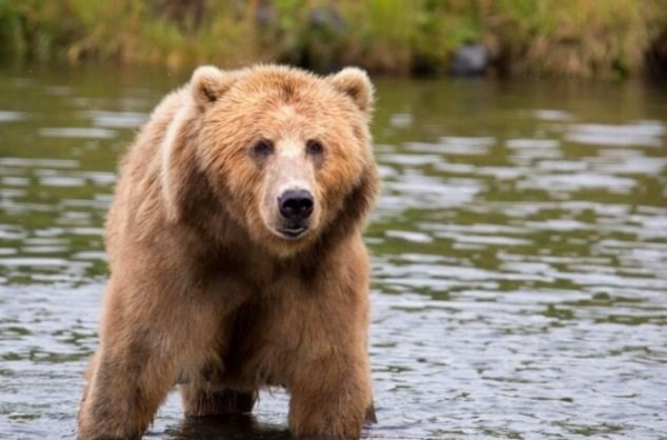 В Свердловской области пенсионер выжил после рукопашной схватки с медведем