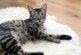 Японские ученые нашли отличия между социальными кошками и одиночками