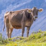 В Великобритании стадо коров напало на мужчину