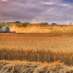 Россия отказалась от зерновой сделки: кто от этого выиграет