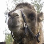 В подмосковном зоопарке верблюд умер на глазах у посетителей