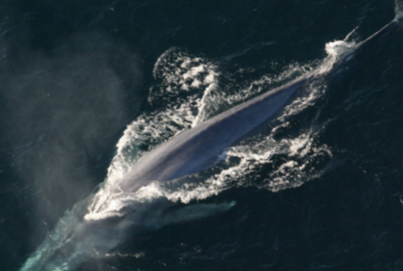 Ученые рассказали, что синие киты «танцуют» с ветром ради пищи