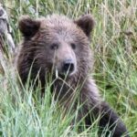На Сахалине огромный медведь загрыз женщину-повара лесозаготовительной базы