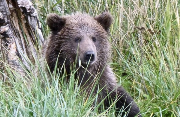 На Сахалине огромный медведь загрыз женщину-повара лесозаготовительной базы