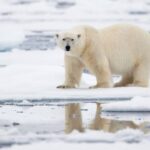 Ученые МГУ предъявили новое доказательство прав России на арктический шельф