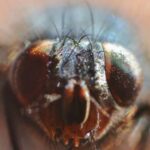 Ученые нашли полезное применение зеленым мухам