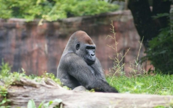 В Германии зоопарки из-за энергокризиса собирают пожертвования для спасения животных