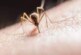 Паразитолог Александр Бронштейн рассказал, что заразиться гельминтом можно через укус комара