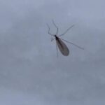 Биологи рассказали про комаров, которые передвигаются по снегу в Балашихе