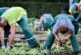 Учёные доказали, что садоводство снижает риск развития рака