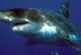 Ученые CSIRO обнаружили на глубине 5 километров кладбище акул, полное окаменевших зубов