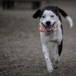 Пёс с «Азовстали» стал символом человечности в зоне СВО