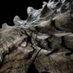 Ученые показали окаменелость «дракона» возрастом 240 миллионов лет