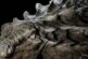 Ученые показали окаменелость «дракона» возрастом 240 миллионов лет