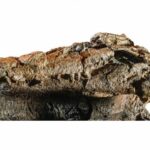 Раздавленного убийцу динозавров обнаружили археологи в Австралии