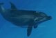 Спасенный волонтерами в Крыму дельфин выздоровел и уплыл в море — РИА Новости, 07.04.2024