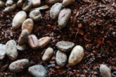 Цены на какао-бобы в мире вдвое превысили рекорд 1977 года — РИА Новости, 16.04.2024