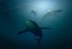 Агрессивная акула Мако держит в страхе туристов у берегов египетской Хургады